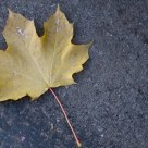 Maple Leaf